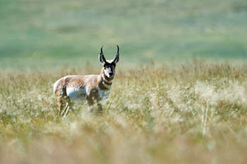 Wildlife Yellowstone<br>NIKON D4, 850 mm, 640 ISO,  1/1000 sec,  f : 8 